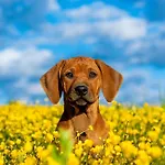 Gartenstadt 3* エアフルト