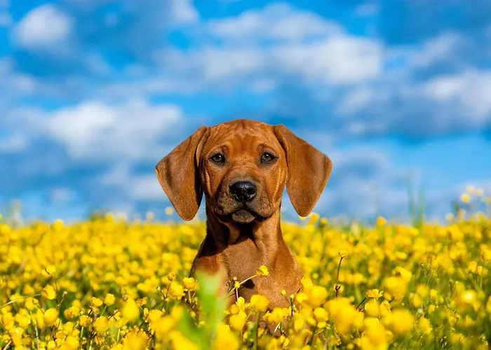 Gartenstadt 3* エアフルト